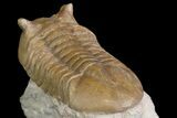 Asaphus Kotlukovi Trilobite Fossil - Russia #165445-5